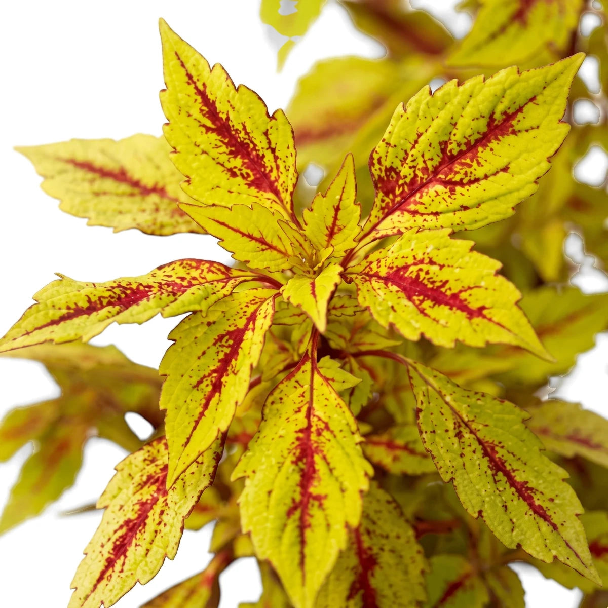 Close-up of a Coleus Solenostemon Pineapple Splash plant featuring vibrant yellowish-green leaves with striking red veins.