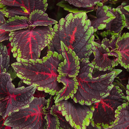 Close-up of a Coleus Solenostemon Torchlight plant showcasing its vibrant dark red leaves with ruffled green edges.