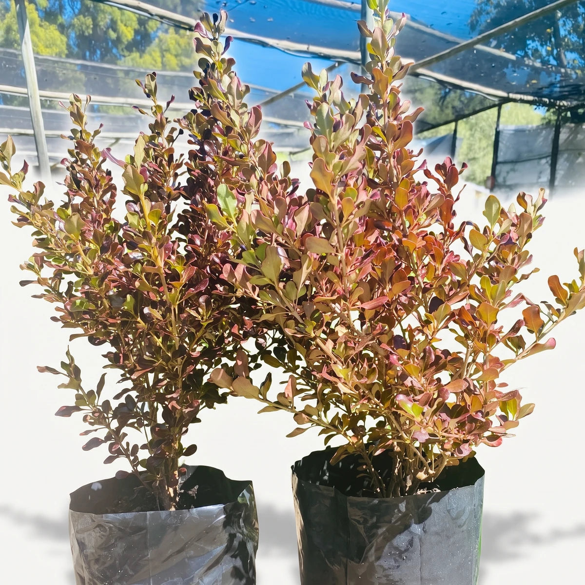 Two Coprosma Midnight plants with reddish-bronze and green foliage in black nursery bags, standing outdoors.