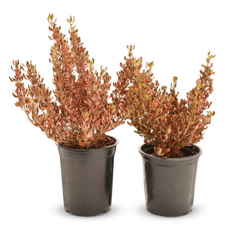 Two potted Coprosma Sunrise / Sunset plants with vibrant reddish-pink and green variegated foliage in black nursery pots.