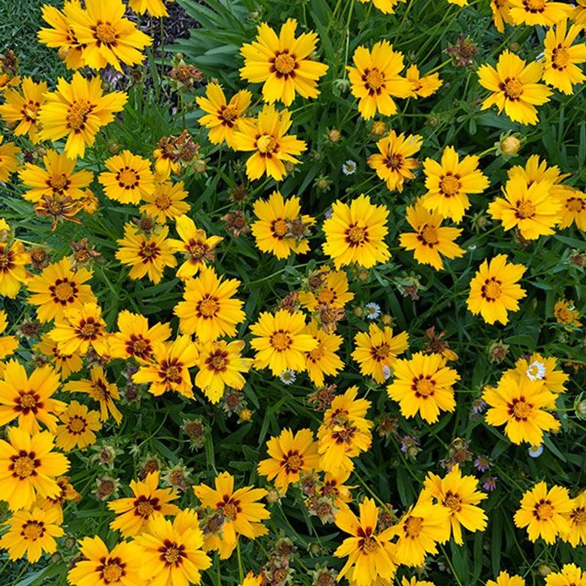 Coreopsis Uptick Gold & Bronze flowers with vibrant yellow petals and reddish-brown centers, densely packed with green