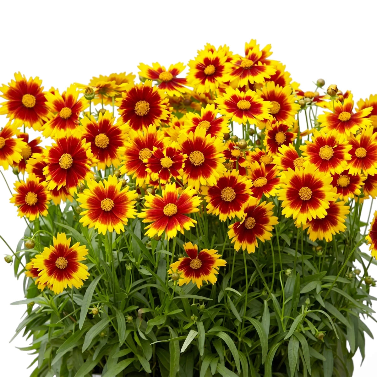 Vibrant Coreopsis Uptick Yellow & Red flowers, a dense cluster with striking yellow petals and deep red centers, amidst lush