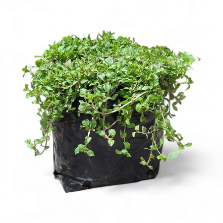 Green Corsican Mint plant (Mentha Requienii) in a black plastic nursery bag, photographed against a white background.
