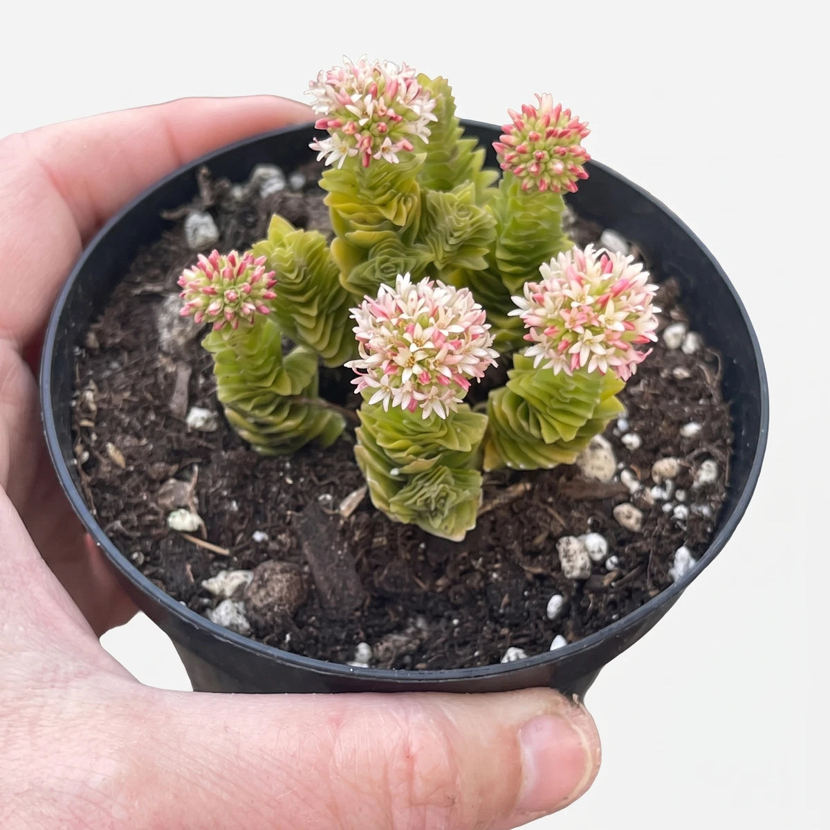 Crassula Spiralis Black Curl succulent plant with vibrant green stacked leaves and delicate pinkish-white flowers, in a