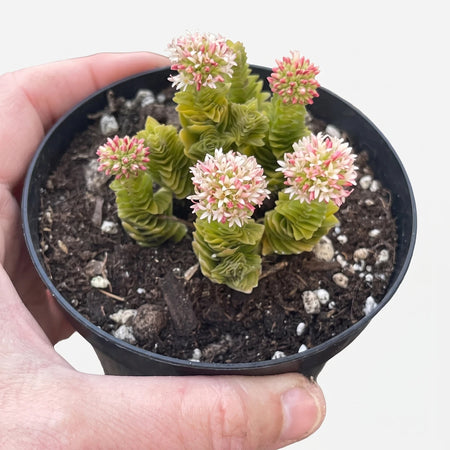 Crassula Spiralis Black Curl succulent plant with vibrant green stacked leaves and delicate pinkish-white flowers, in a