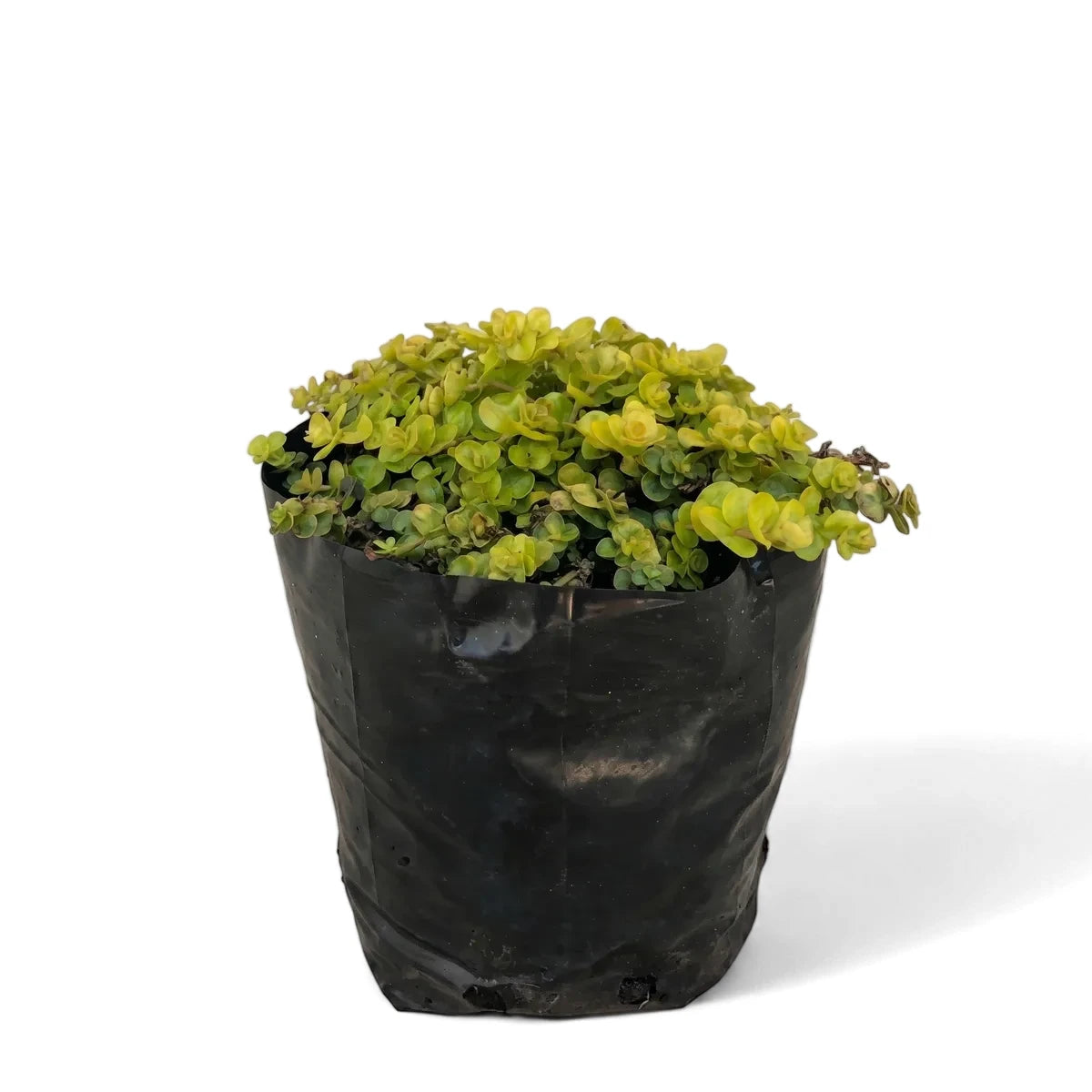 Creeping Jenny Lysimachia Nummularia plant with vibrant green and yellow leaves in a black plastic grow bag.