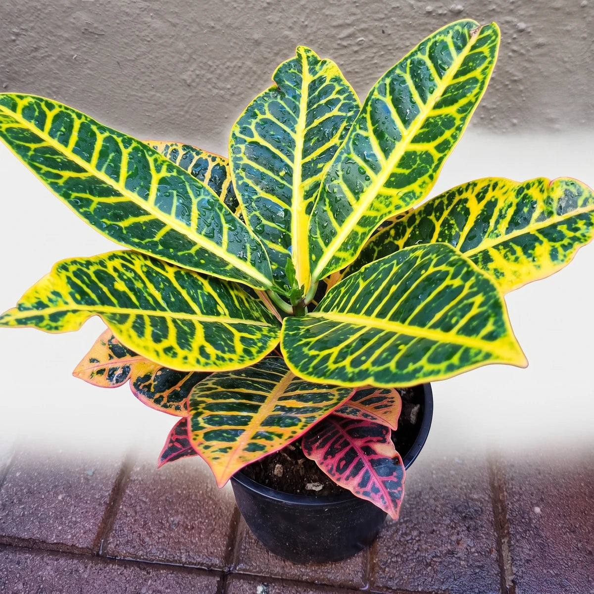 Vibrant Croton Petra plant with striking green, yellow, and red variegated foliage, presented in a simple black pot.