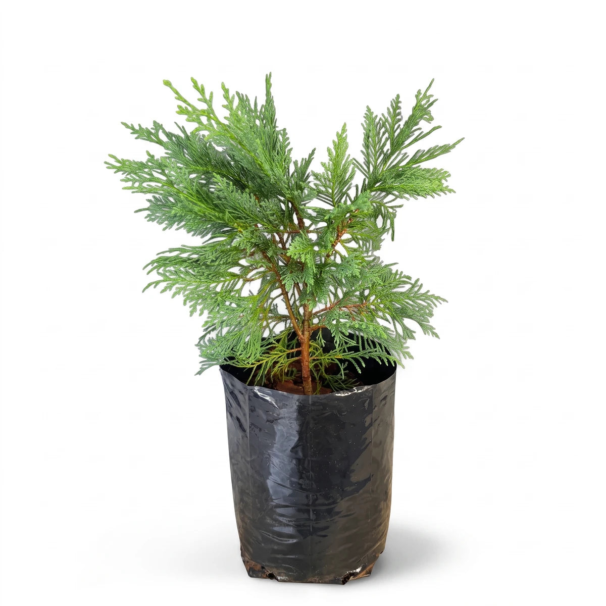 Small green Cupressocyparis Leylandii tree in a black plastic nursery pot on a white background, studio shot.