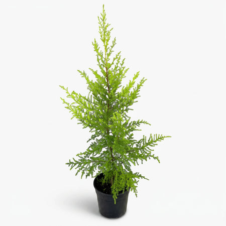 A vibrant green Cupressus Goldcrest Macrocarpa tree, also known as lemon cypress, in a simple black nursery pot.