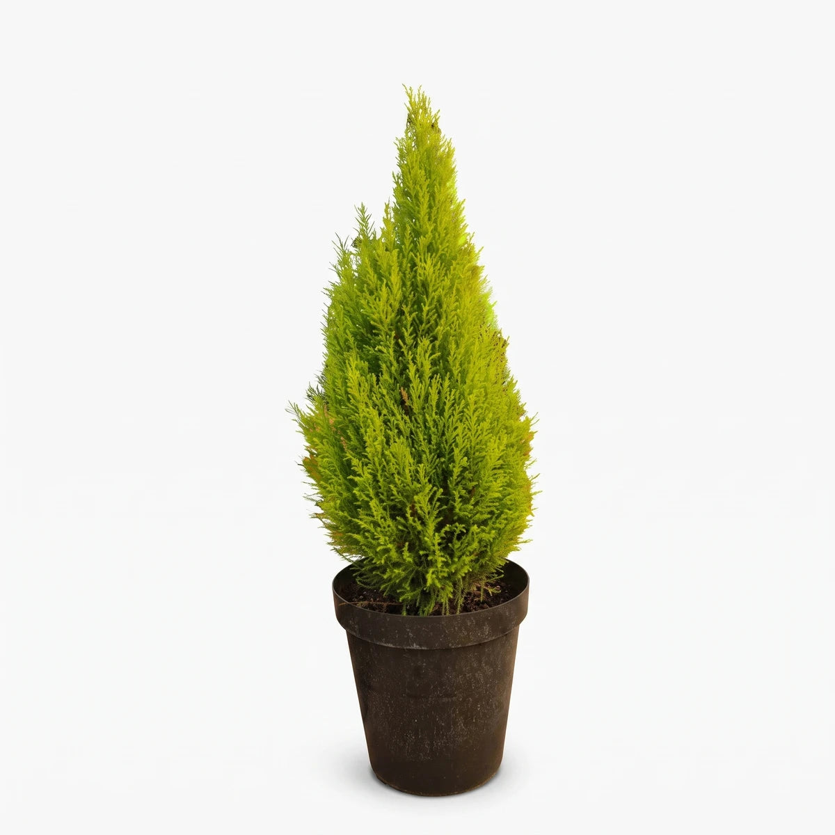 Vibrant green Cupressus Goldcrest Wilma 30cm potted plant with conical foliage, ideal for decorative use.