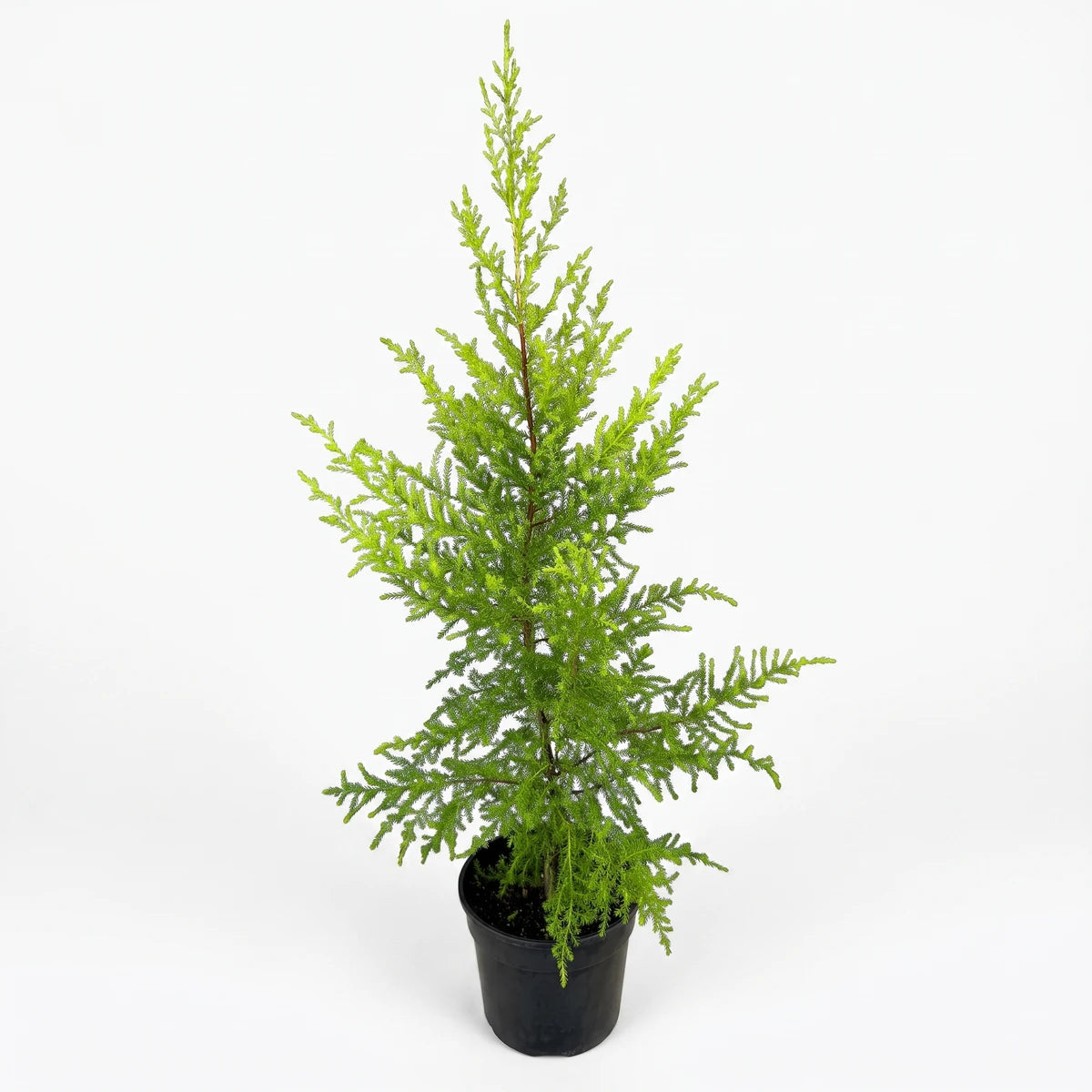 Green Cupressus Goldcrest Wilma 'The Grinch' conifer tree in a black decorative pot, photographed on a white background.