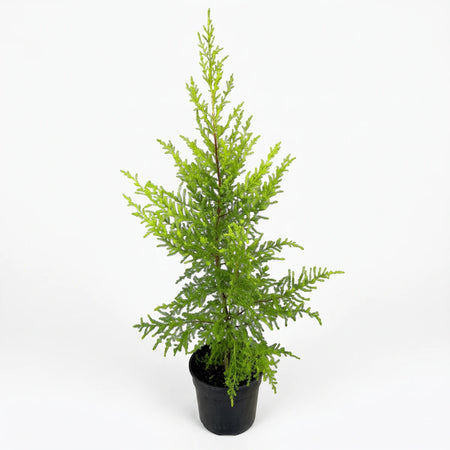 Green Cupressus Goldcrest Wilma 'The Grinch' conifer tree in a black decorative pot, photographed on a white background.