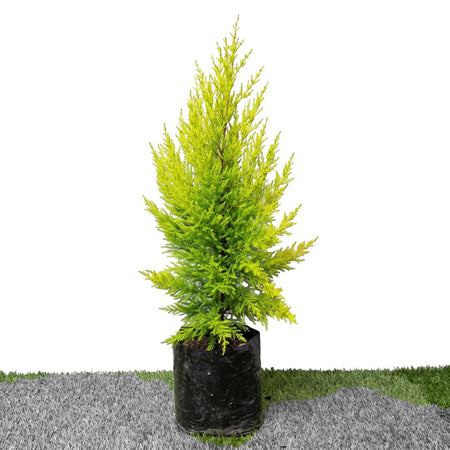 A bright green-yellow Cupressus Goldcrest Wilma plant in a black pot, suitable for indoor or outdoor decoration.