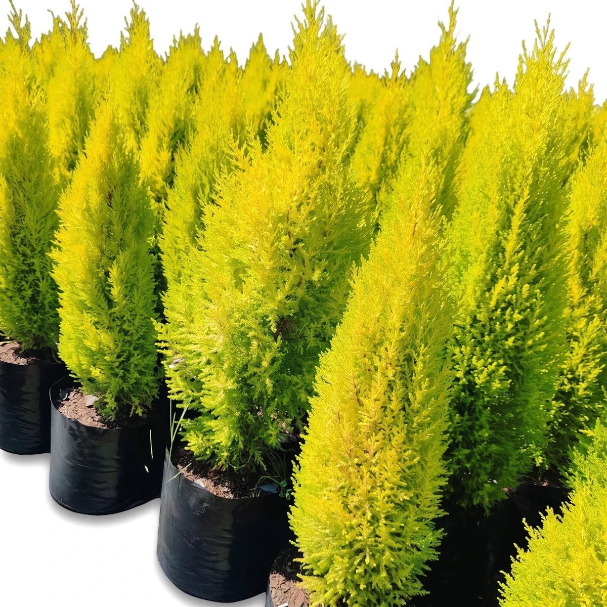 Multiple vibrant yellow-green Cupressus Goldcrest Wilma plants in black nursery pots, ready for planting or garden display.