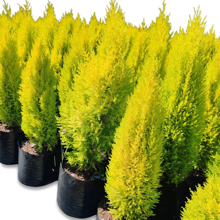 Multiple vibrant yellow-green Cupressus Goldcrest Wilma plants in black nursery pots, ready for planting or garden display.