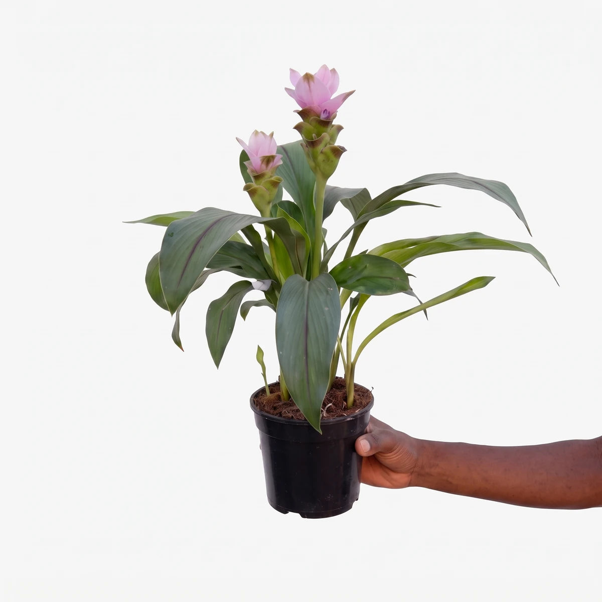 Potted Curcuma Siam Tulip plant with vibrant green leaves and delicate pink-purple flowers, held by a hand.