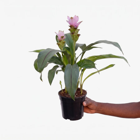 Potted Curcuma Siam Tulip plant with vibrant green leaves and delicate pink-purple flowers, held by a hand.