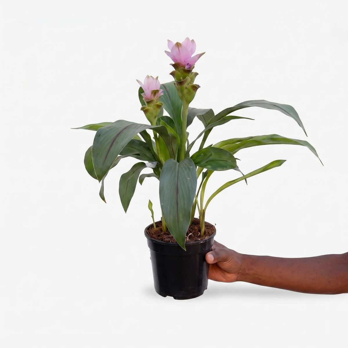 Potted Curcuma Siam Tulip plant with vibrant pink blooms and green leaves, held by a hand, showcasing its compact size.