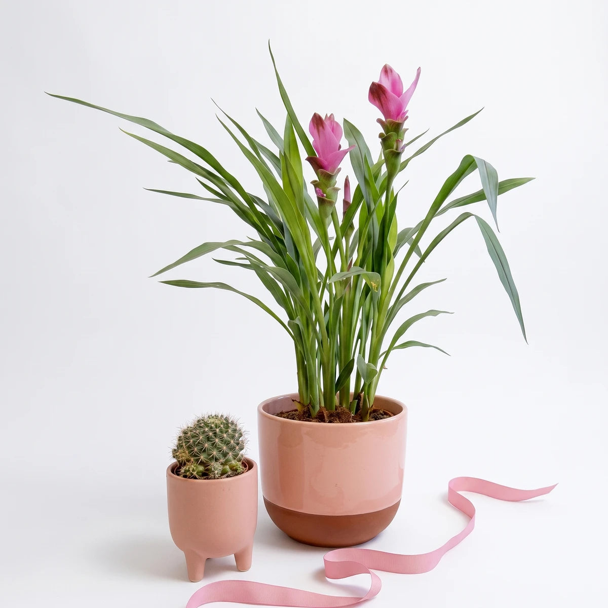 A Curcuma Siam Tulip plant with pink flowers and a small succulent in pink ceramic pots on a shelf.