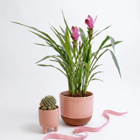 A Curcuma Siam Tulip plant with pink flowers and a small succulent in pink ceramic pots on a shelf.