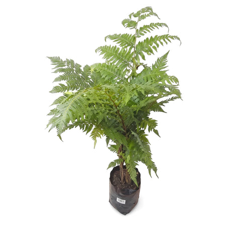 Green Cyathea Australis Rough Tree Fern (23cm) in a black grow bag, viewed from the front on white.
