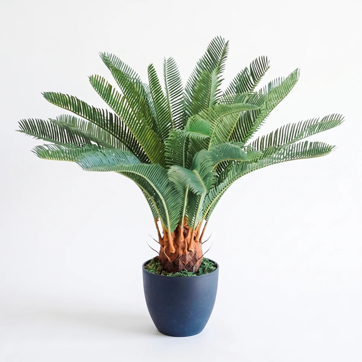 Cycas plant with vibrant green fronds in a dark blue ceramic pot, ideal for indoor decor and office greenery.