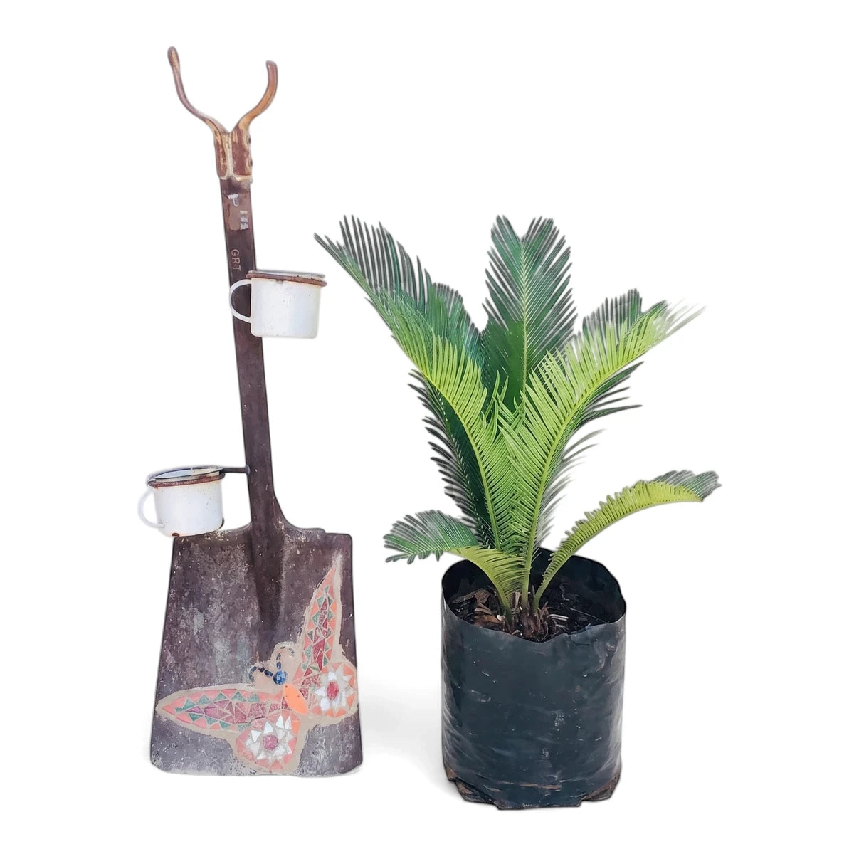 A 42cm Cycas Revoluta Sago Palm in a black grow bag next to a rusted shovel with a vibrant butterfly mosaic and two enamel