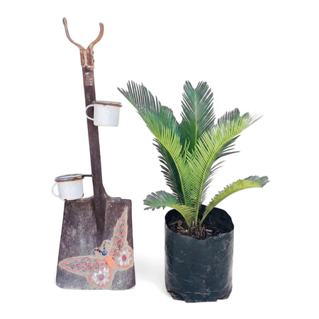 A 42cm Cycas Revoluta Sago Palm in a black grow bag next to a rusted shovel with a vibrant butterfly mosaic and two enamel