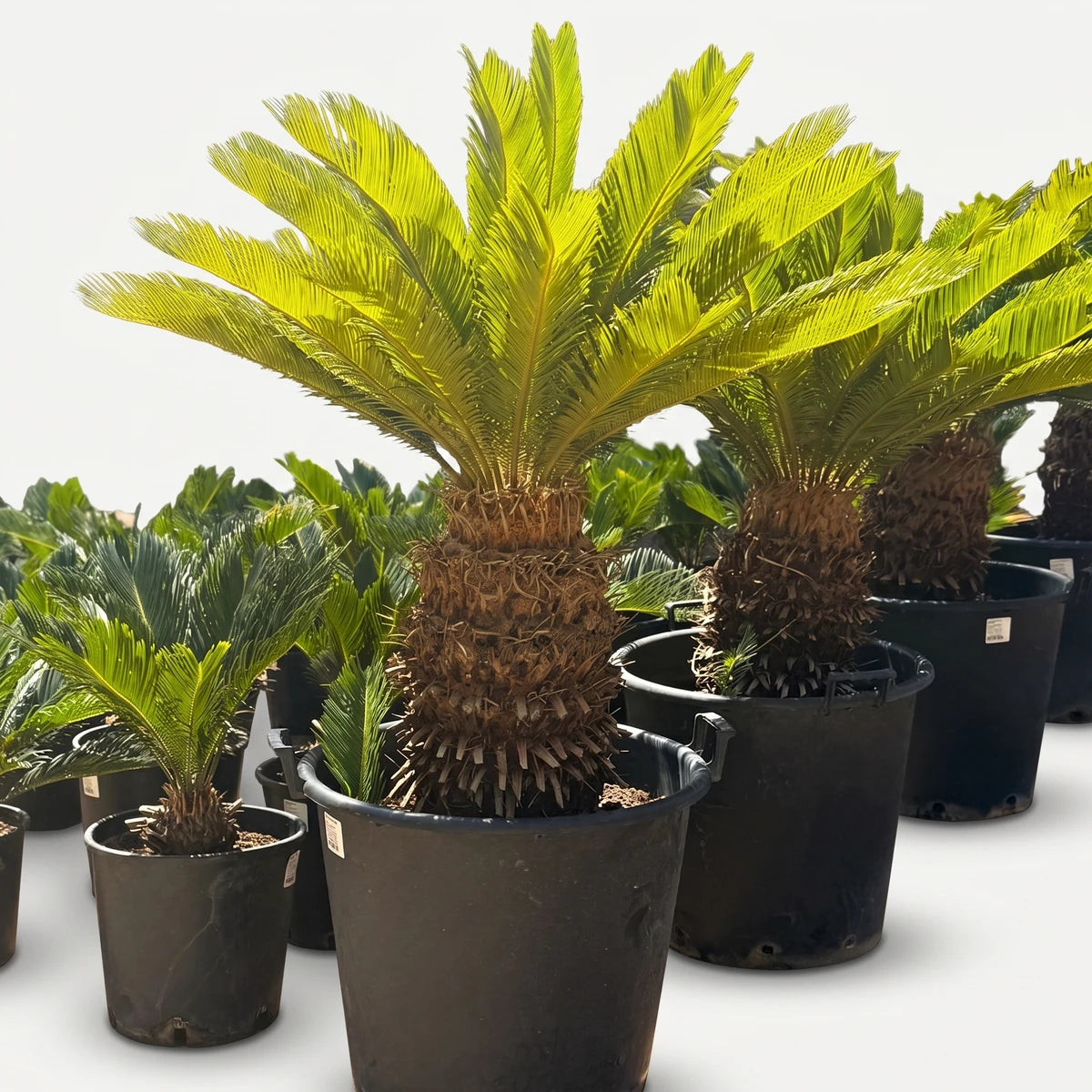 Multiple Cycas Revoluta Sago Palm plants in black nursery pots with green fronds and textured brown trunks, displayed