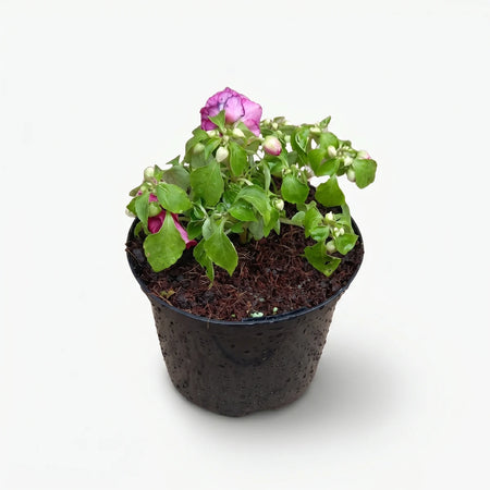 17cm potted Dahlia plant with vibrant pink flowers and green leaves in a black pot, ready for planting or display.