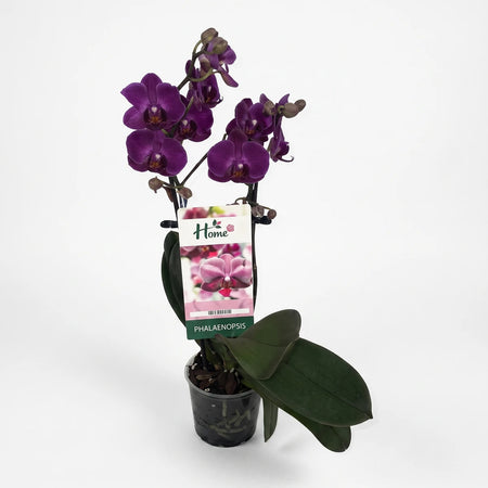 Dark purple two-stem Phalaenopsis orchid plant with green leaves in a dark pot and a visible plant care tag.