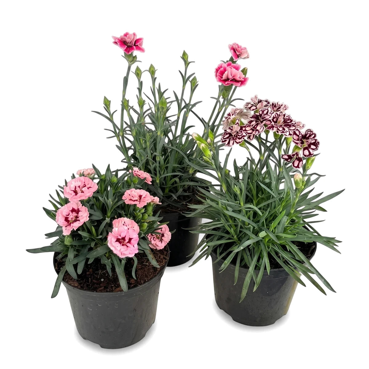 Three potted Dianthus Oscar plants with pink and variegated flowers in black plastic pots on a white background.