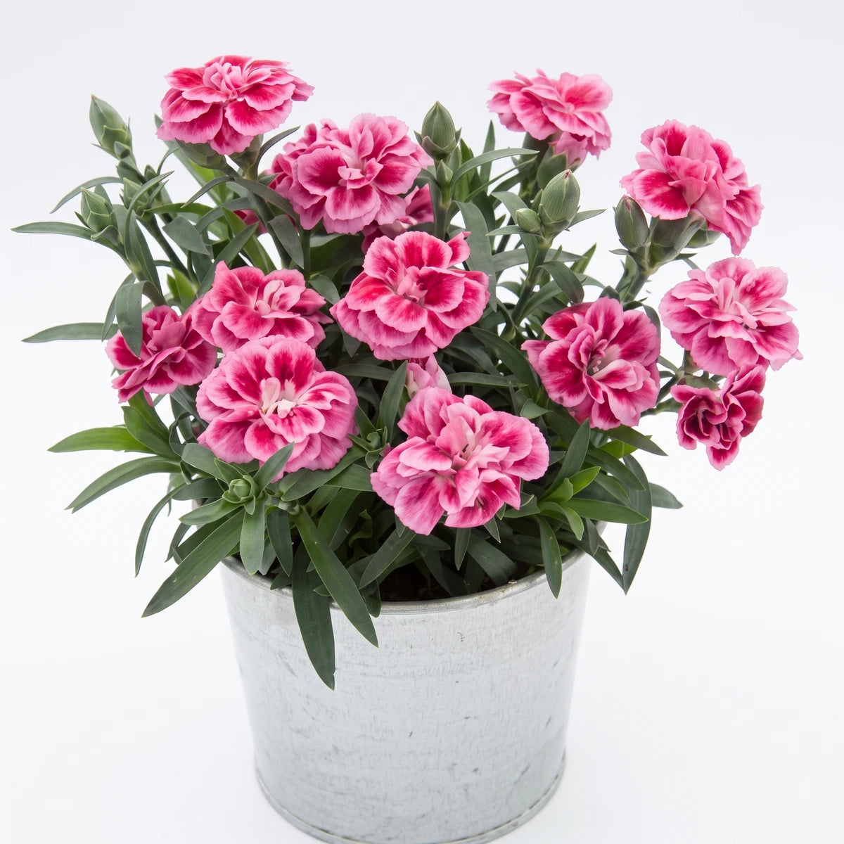 Dianthus Oscar Violet & Pink plant in a white pot, featuring delicate two-tone pink blossoms and lush green foliage.