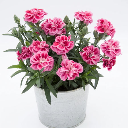 Dianthus Oscar Violet & Pink plant in a white pot, featuring delicate two-tone pink blossoms and lush green foliage.