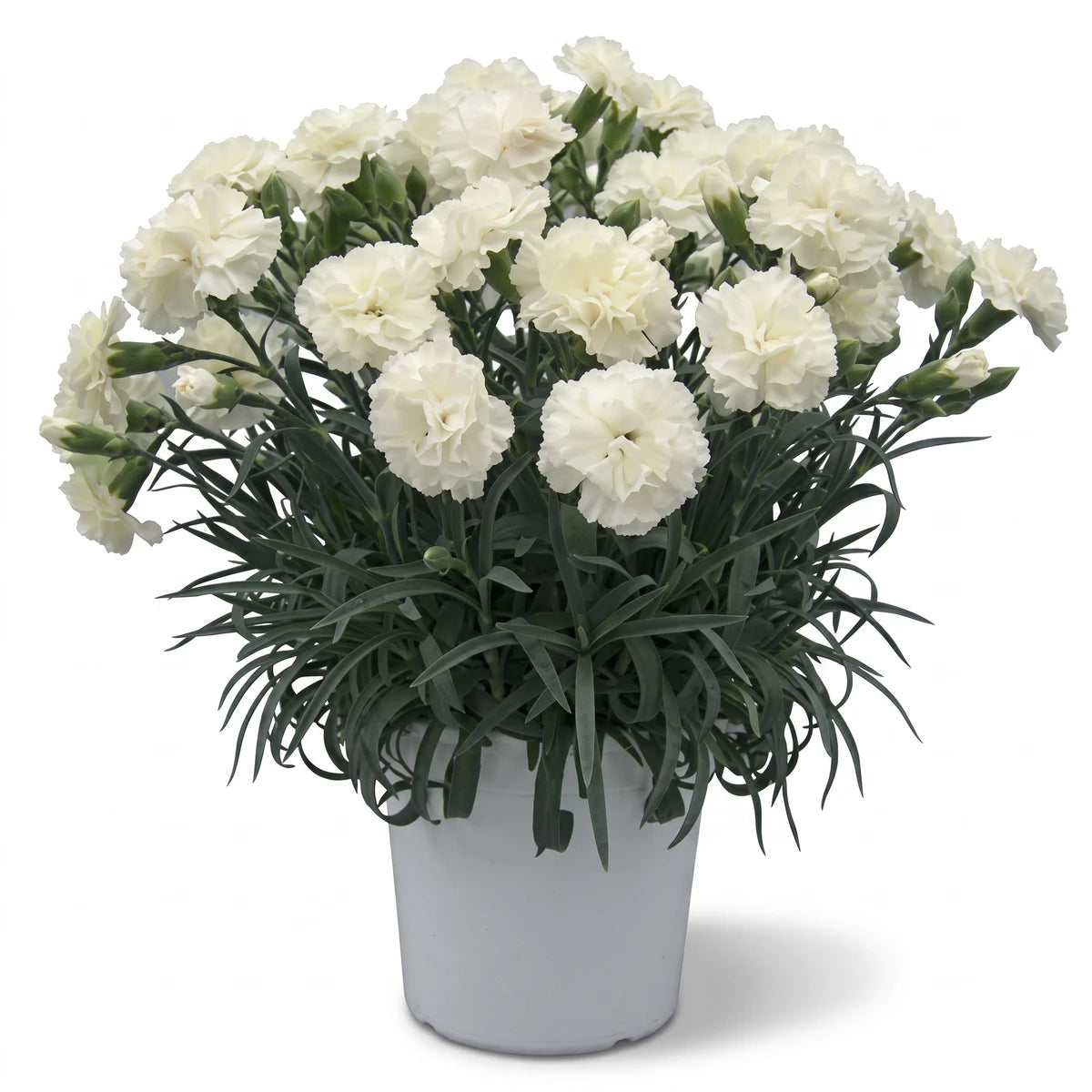 Dianthus Oscar White plant with abundant white flowers and green leaves in a white pot, photographed from a straight-on view.
