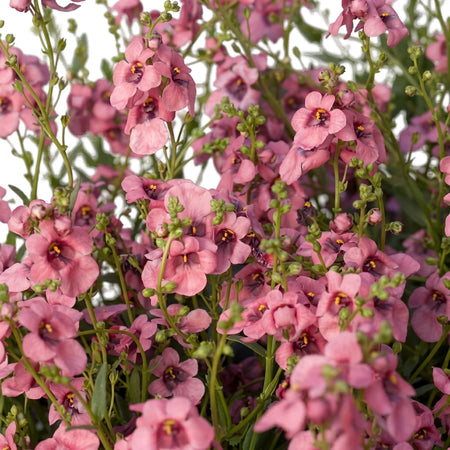 Close-up of vibrant pink Diascia Barberae Breeze Apple Blossom flowers with deep pink centers and bright green foliage.