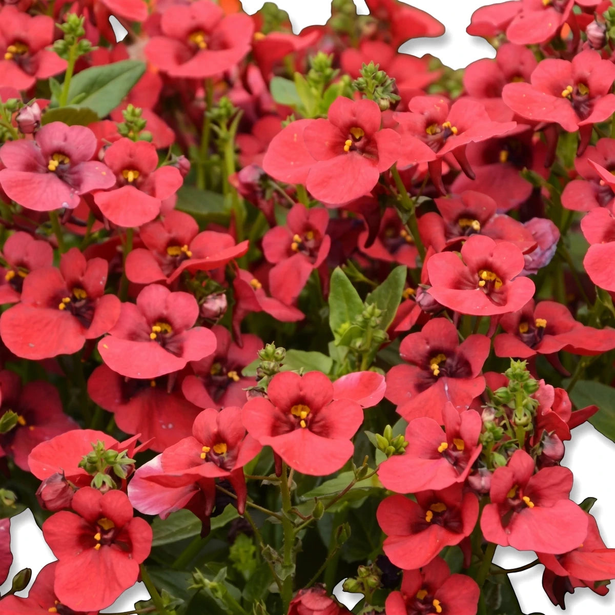 Vibrant red Diascia Barberae Breeze Plus Red flowers in full bloom, showcasing numerous small red petals with dark centers