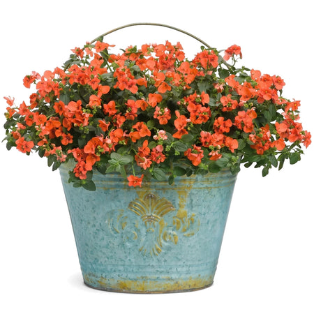 Diascia Easy Breezy Orange flowers in a decorative rustic blue galvanized metal bucket, 15cm