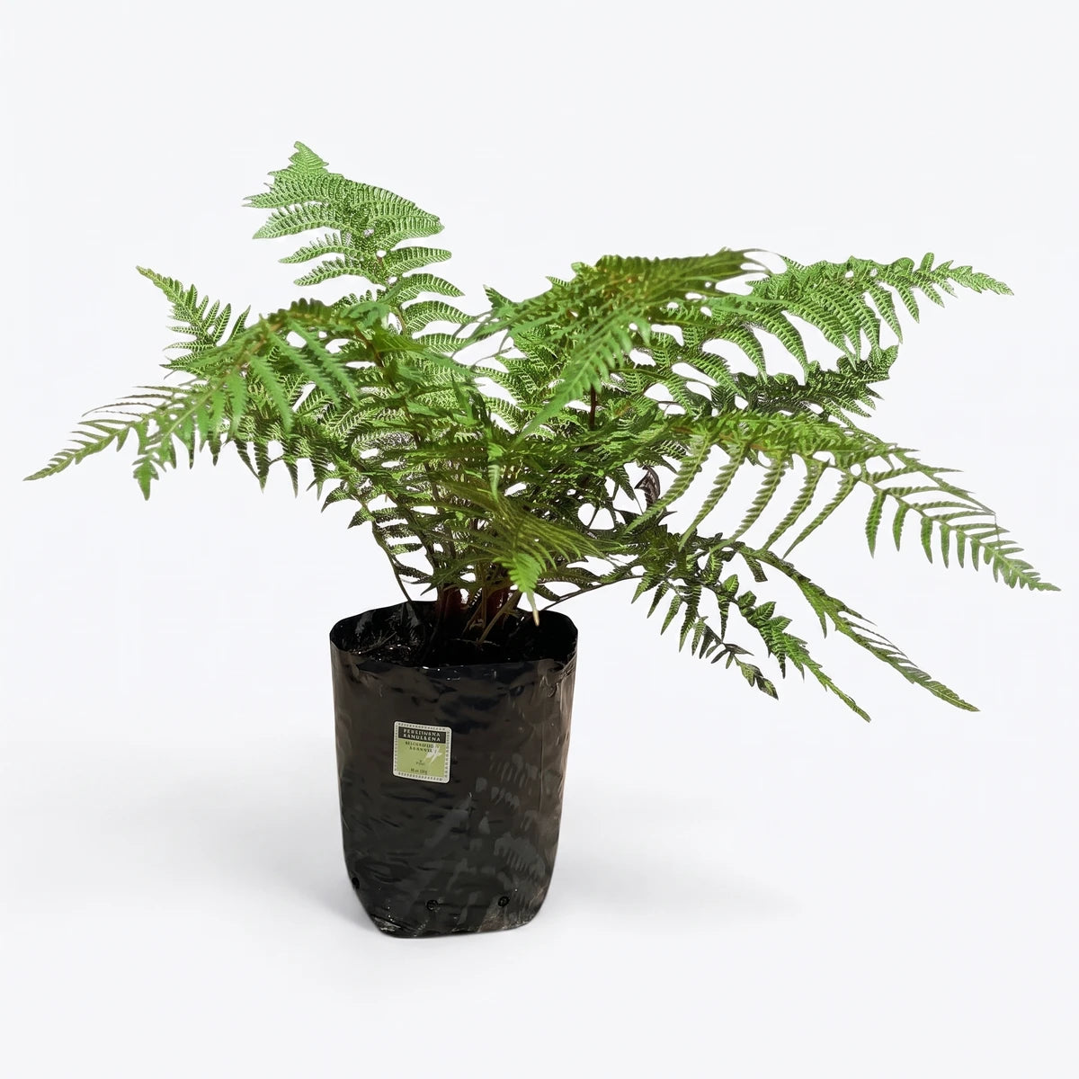 Dicksonia Antarctica Tasmanian Tree Fern in a black plastic nursery pot, showcasing its lush green fronds.