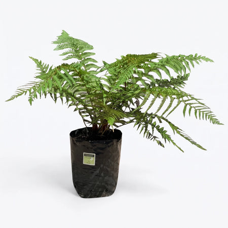 Dicksonia Antarctica Tasmanian Tree Fern in a black plastic nursery pot, showcasing its lush green fronds.