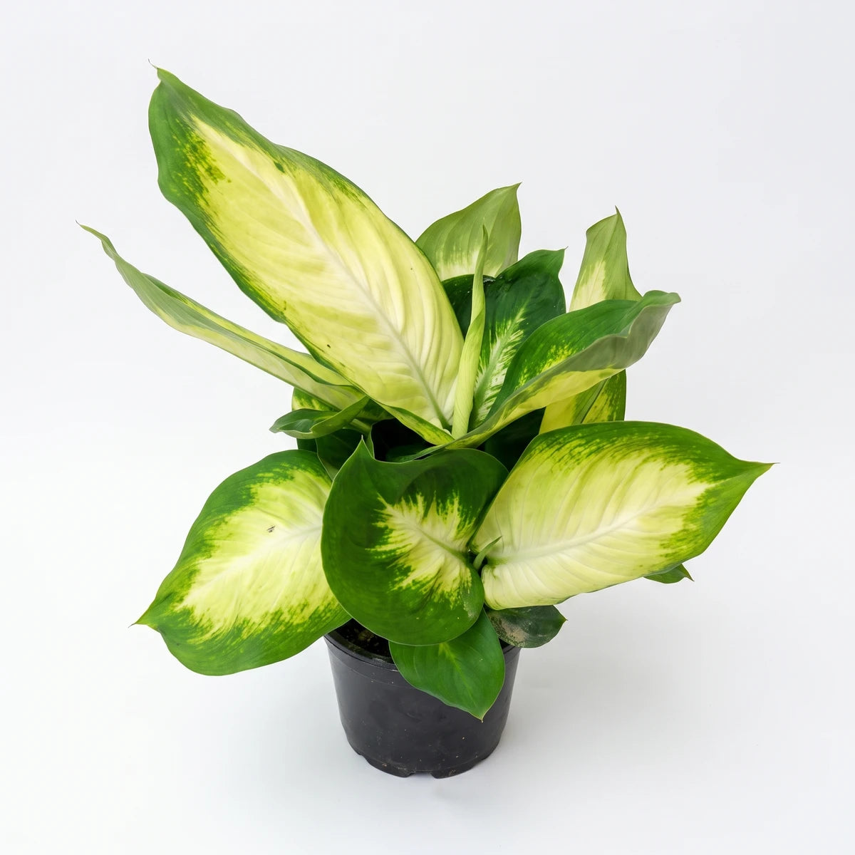Dieffenbachia Tropic Mariana Dumb Cane plant with green and yellow variegated leaves in a black pot, viewed from above.