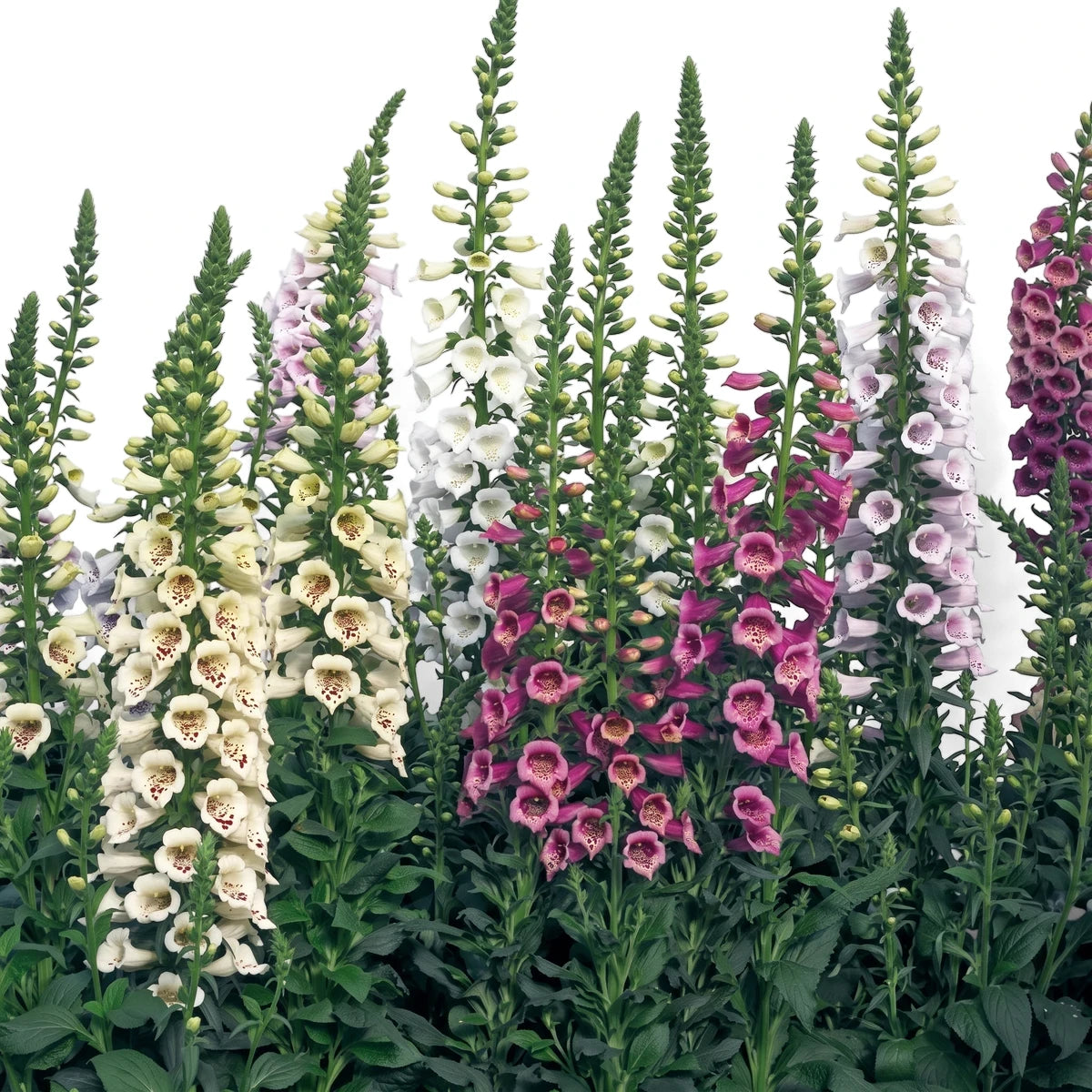 Digitalis Camelot Lavender foxglove flowers in various shades of white, cream, pink, and purple, showing their bell-shaped