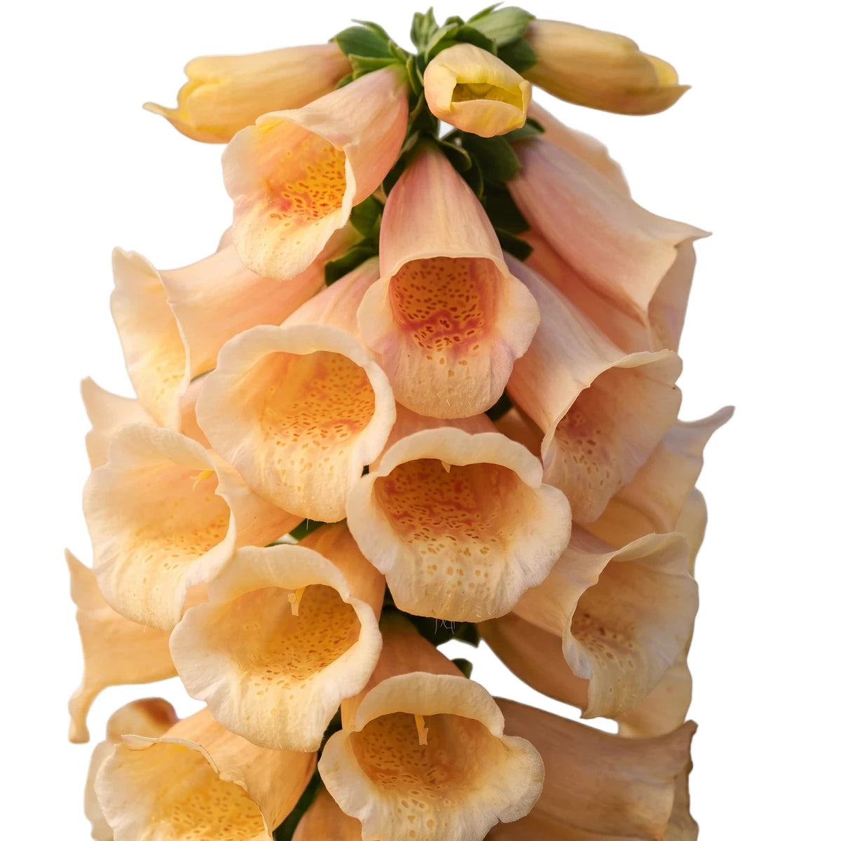 Digitalis Camelot Peach foxglove in bud with soft peach tubular blooms on a green stem, close-up view.