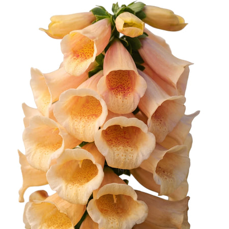 Digitalis Camelot Peach foxglove in bud with soft peach tubular blooms on a green stem, close-up view.