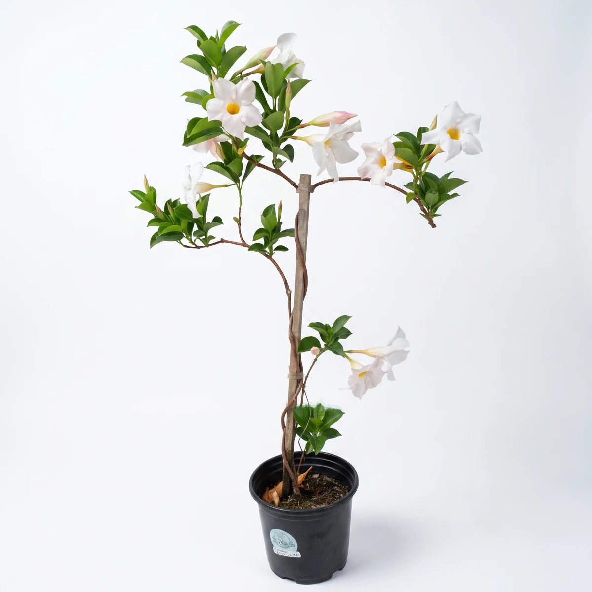 Potted Dipladenia Diamante White plant with bright white trumpet-shaped flowers and green leaves in a black container.