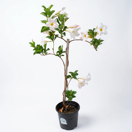 Potted Dipladenia Diamante White plant with bright white trumpet-shaped flowers and green leaves in a black container.