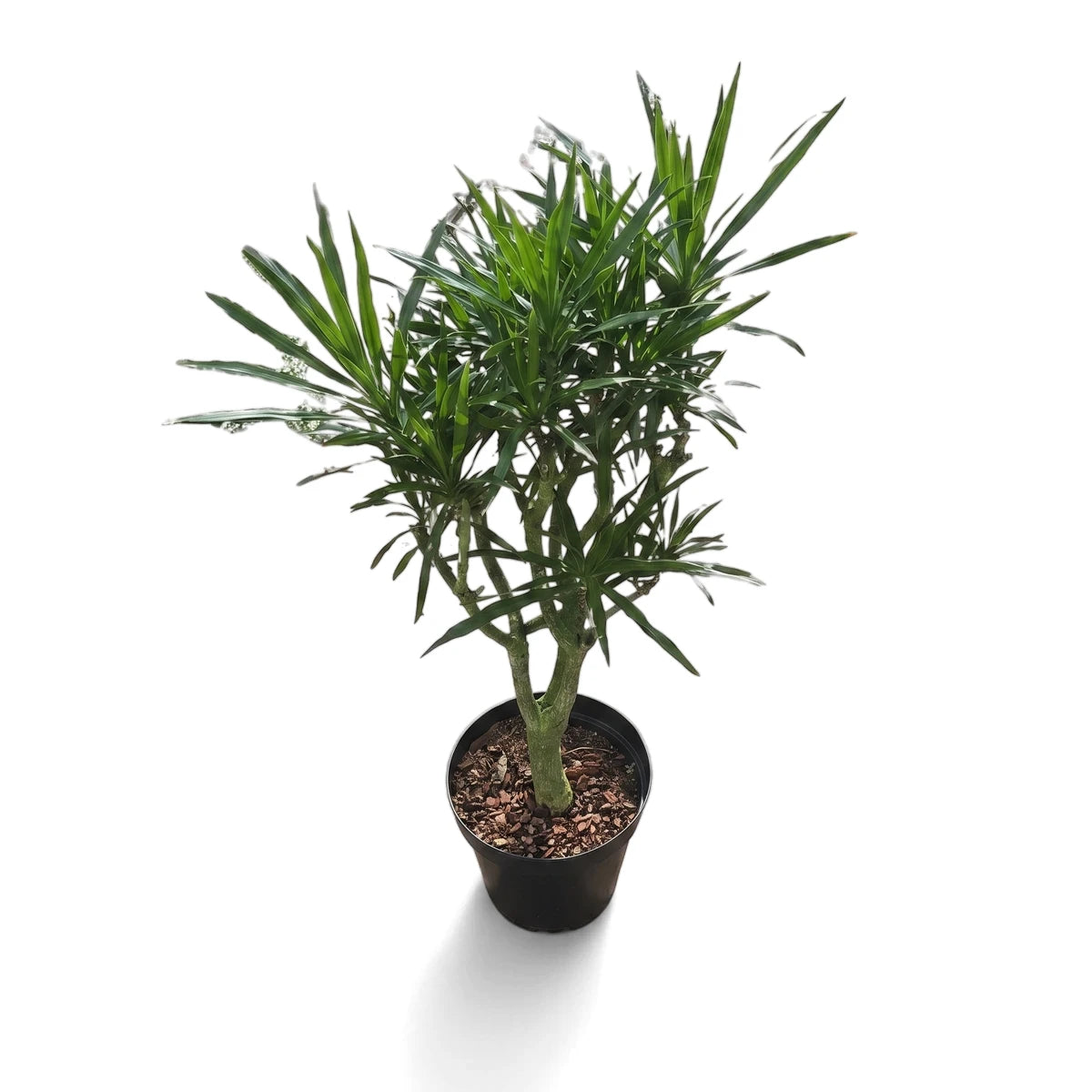 30cm Dracaena Angazi plant in a black pot with vibrant green, sword-shaped leaves, ideal for indoor or patio decor.