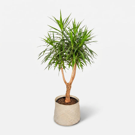Dracaena Angazi plant with long green spiky leaves, woody stems, and a beige woven pot, presented on a white background.