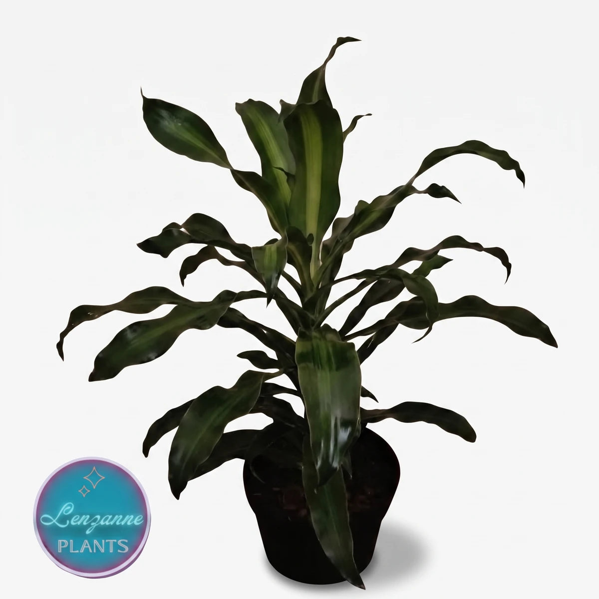 Potted Dracaena Fragrans Corn Plant, 30cm, featuring lush green leaves with distinctive light green stripes, displayed as an