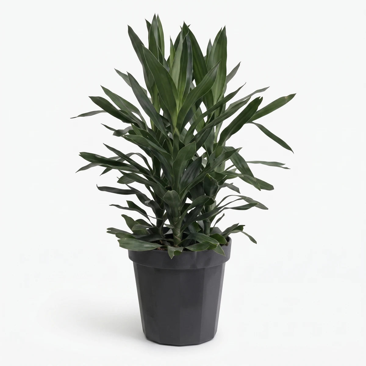 A vibrant Dracaena Glauca 3-in-1 plant with long green leaves in a black hexagonal pot, presented on a white background.